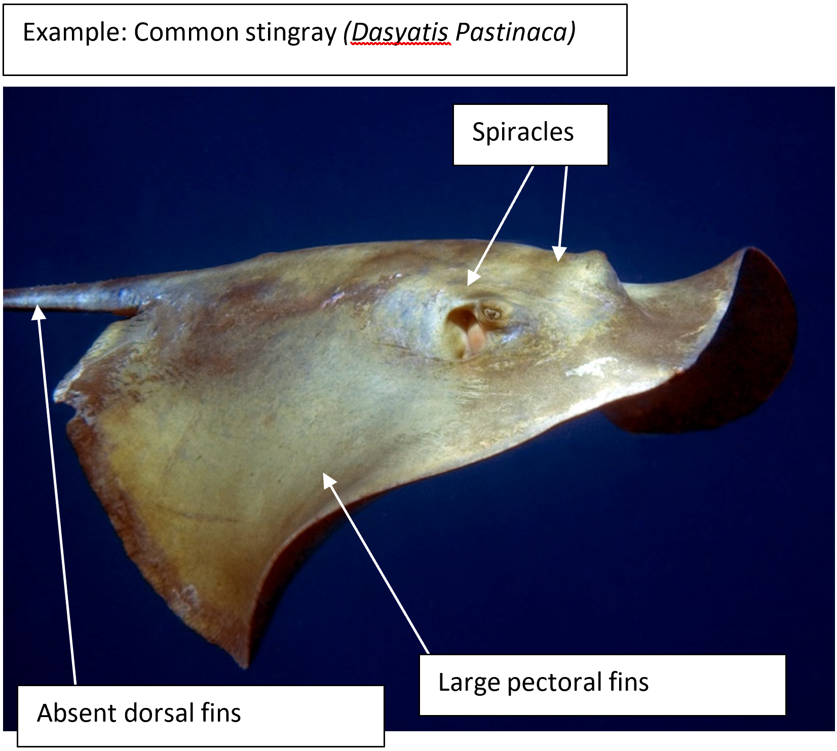 shovelnose guitarfish skeleton
